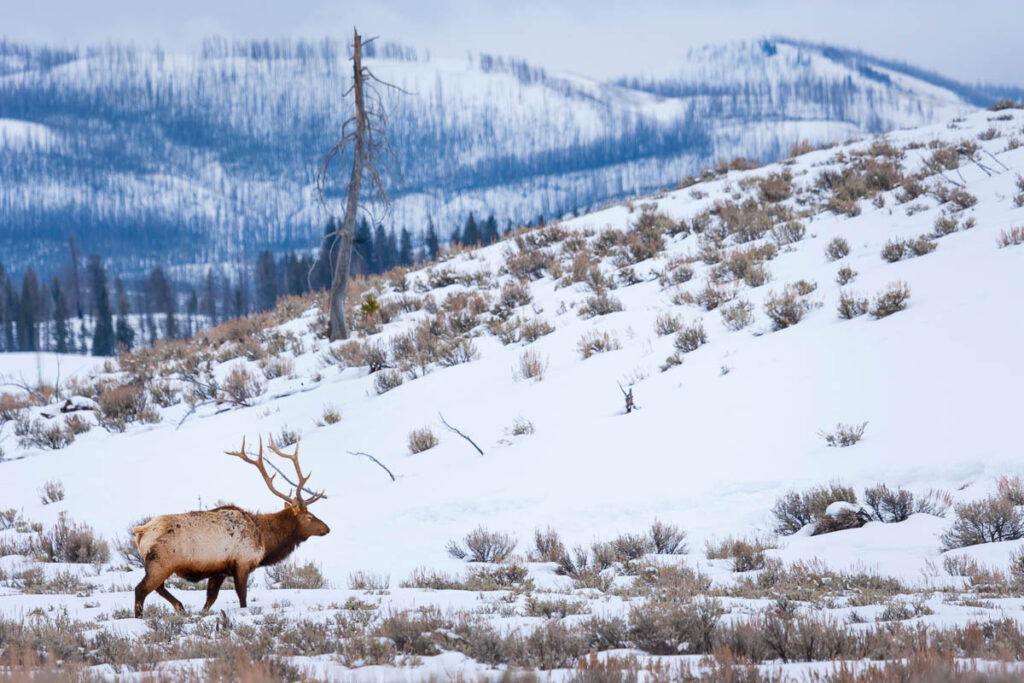 Elk or wapiti (Cervus canadensis), Yellowstone National Park, Wyoming, USA, America in a yellowstone winter tour