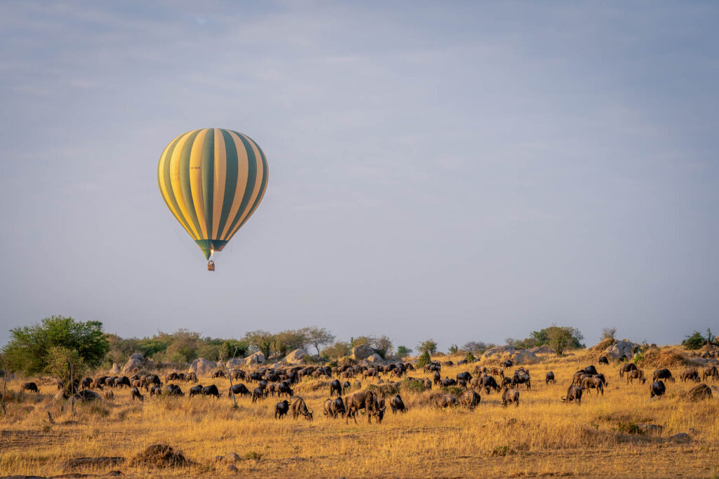 Balloon flies over grazing blue wildebeest herd