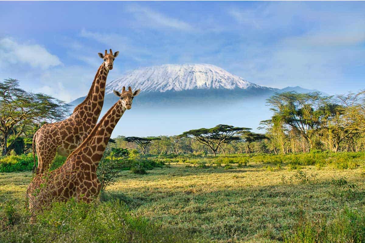 Tanzania Kilimanjaro Giraffes passing in front of ice-capped mountain