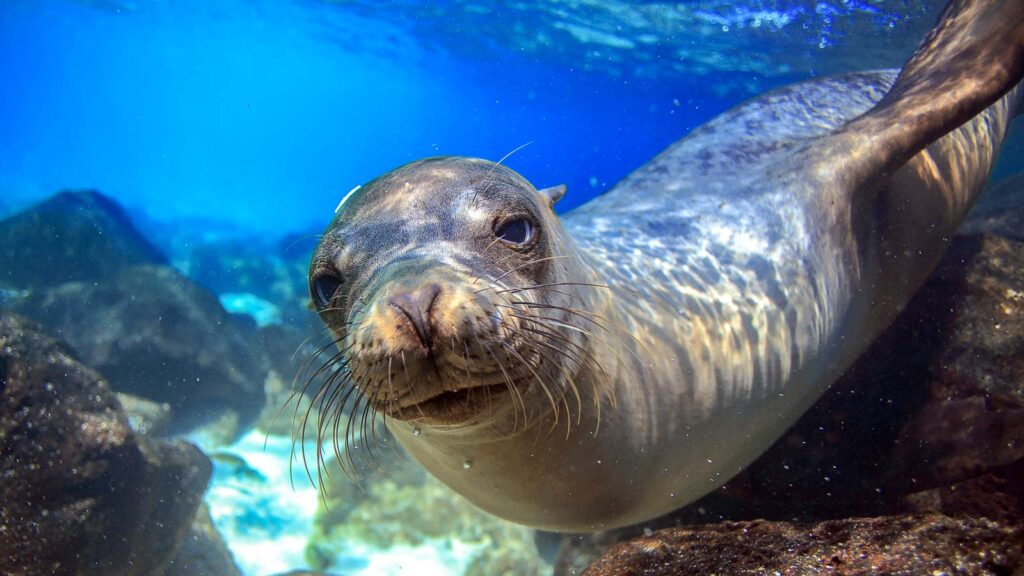 Sea lion underwater closeup looking at camera Galápagos Island