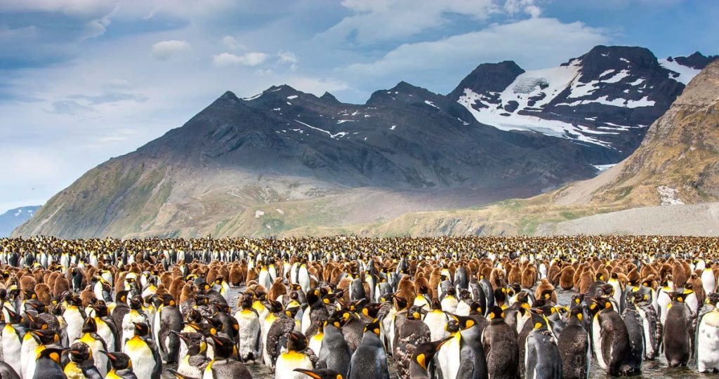 king penguin breeding colony in an island of South Georgia