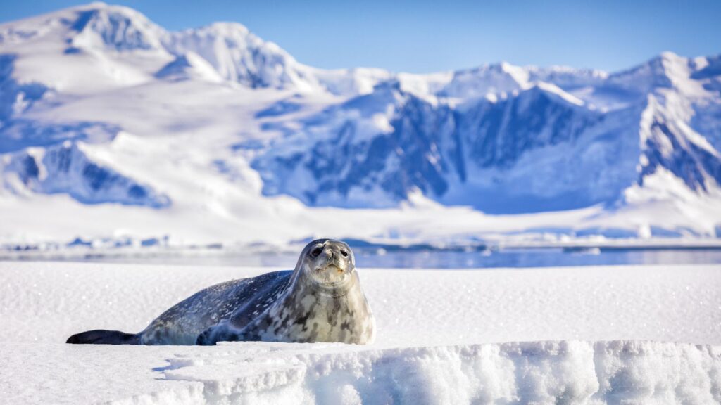 Antarctic seal on ice fields