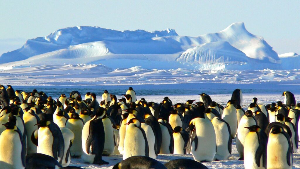 Penguins in Antarctic