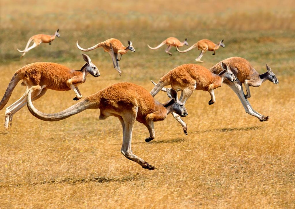 Red Kangaroo, macropus rufus, Australia, Group running