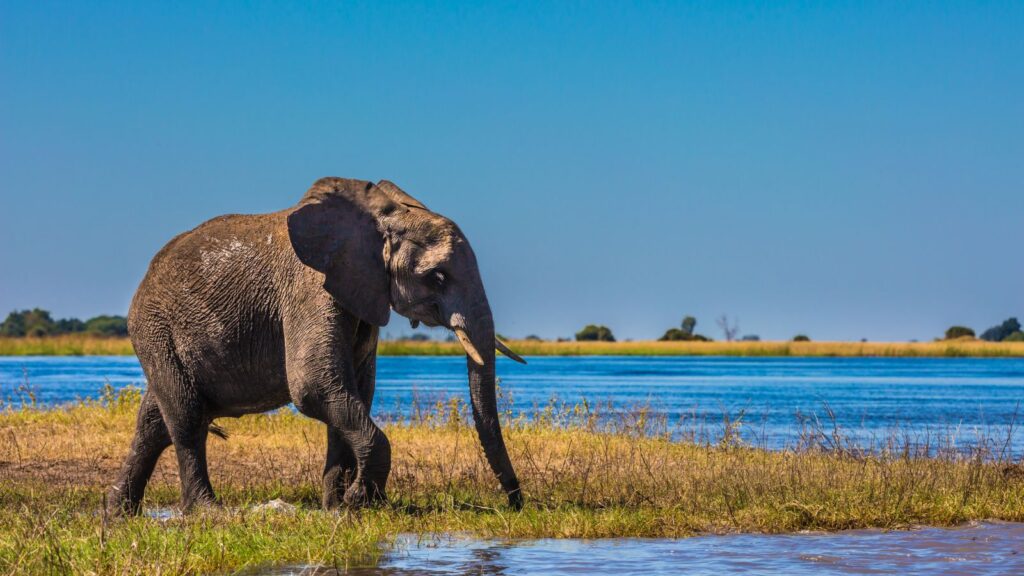 Okavango Delta, Botswana