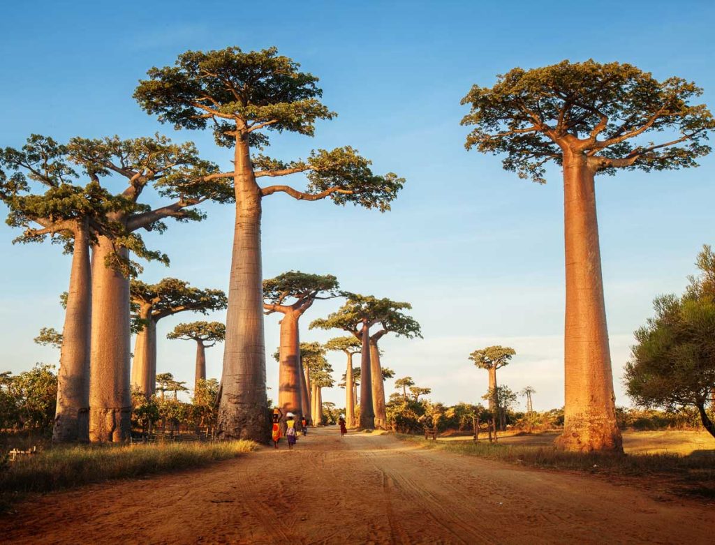 Baobab trees along the rural road at sunny day
