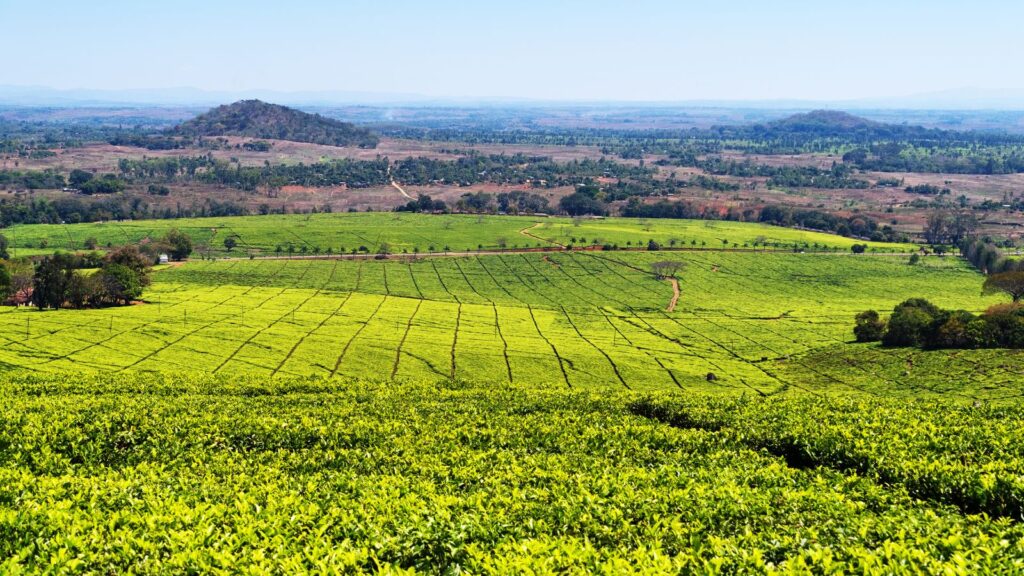 Malawi, Mount Mulanje