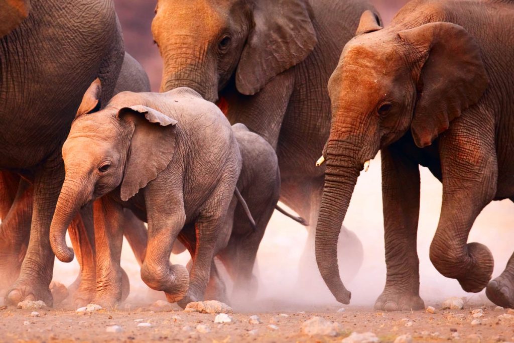 Namibia, Etosha, elephant herd running in desert