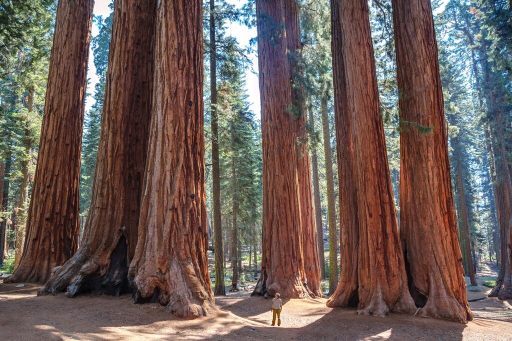 Scale of the giant sequoias, Sequoia National Park. California.