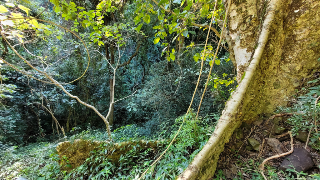 Outdoor park walk with nature around in Jungle Marathon, Brazil