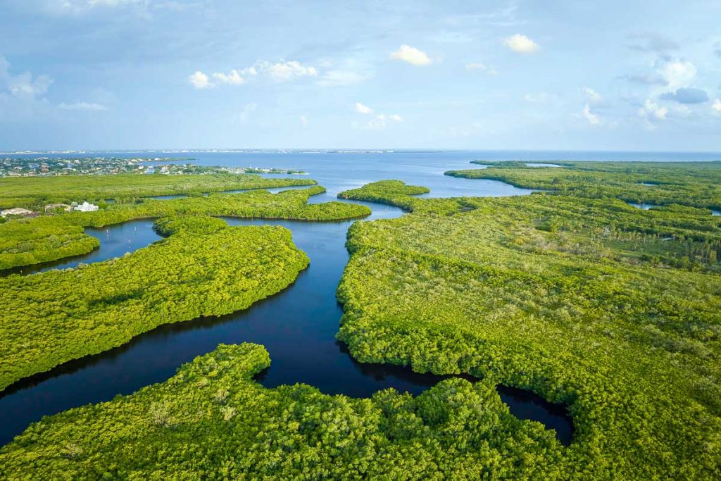 Overhead view of Everglades swamp with green vegetation between water inlets. Natural habitat of many tropical species in Florida wetlands.