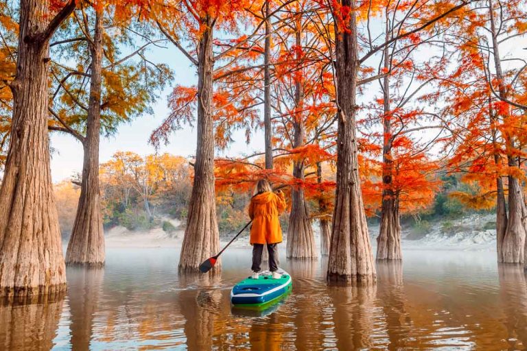Woman on stand up paddle board at the river between swamp trees