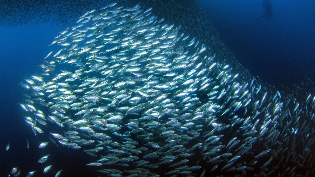 Sardine run in Moalboal, Cebu
